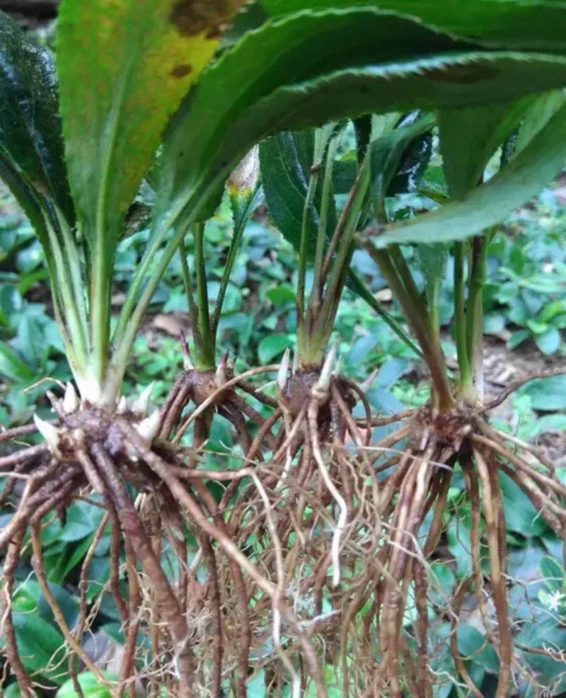 朱砂点苍术一年苗，内蒙古地产，有越冬芽。