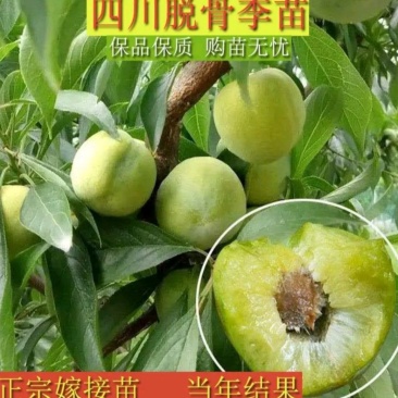 四川晚熟青脆李树苗脱骨李子树嫁接李子苗脆李苗包邮