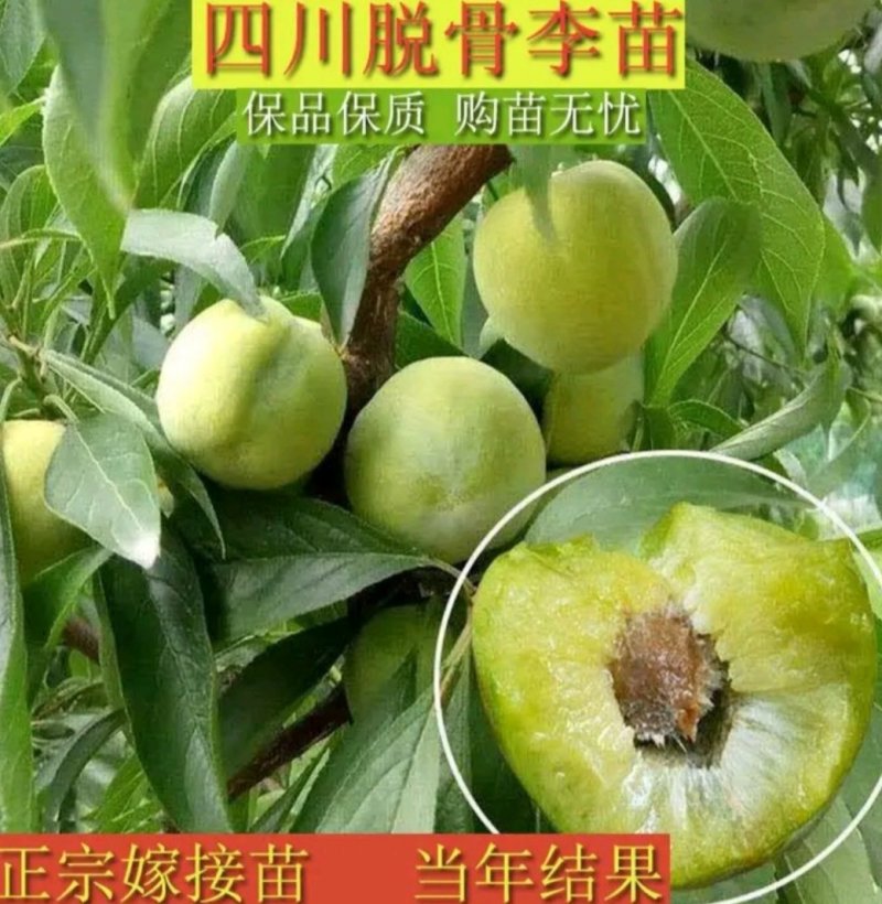 四川晚熟青脆李树苗脱骨李子树嫁接李子苗脆李苗包邮