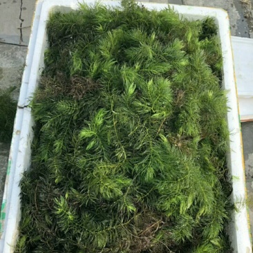 金鱼藻货源充足，质优价廉，可全国发货，欢迎大量采购。