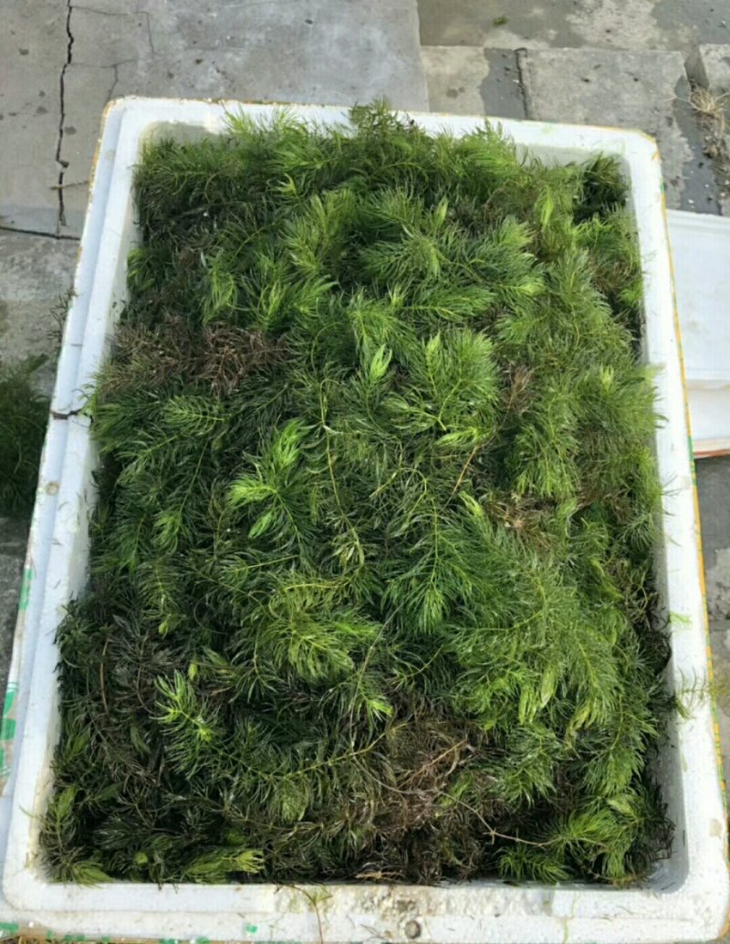 金鱼藻货源充足，质优价廉，可全国发货，欢迎大量采购。
