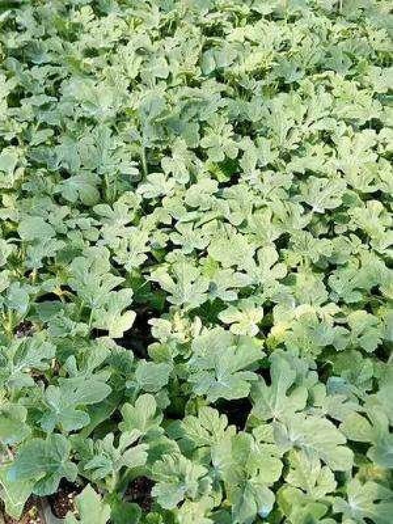 8424西瓜6斤打底8成熟1茬