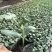 8424西瓜6斤打底8成熟1茬