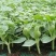 8424西瓜6斤打底8成熟1茬