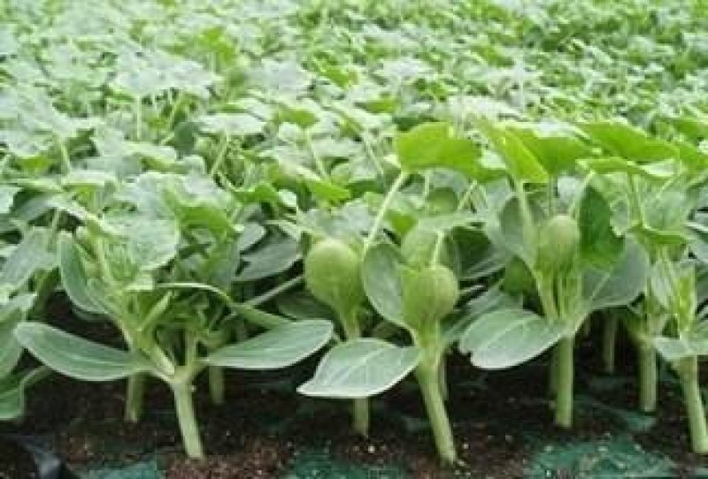 8424西瓜6斤打底8成熟1茬