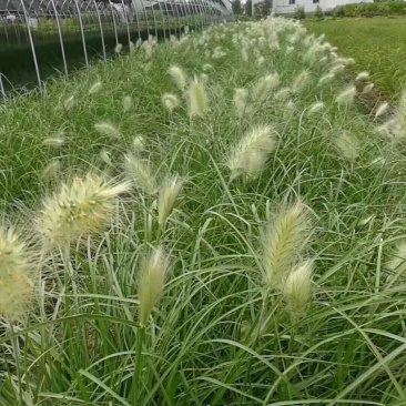 白美人狼尾草，质优价廉，欢迎大量采购。量大从优