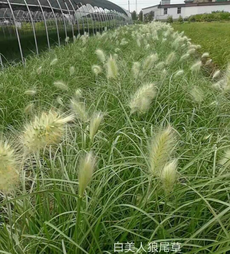 白美人狼尾草，质优价廉，欢迎大量采购。量大从优