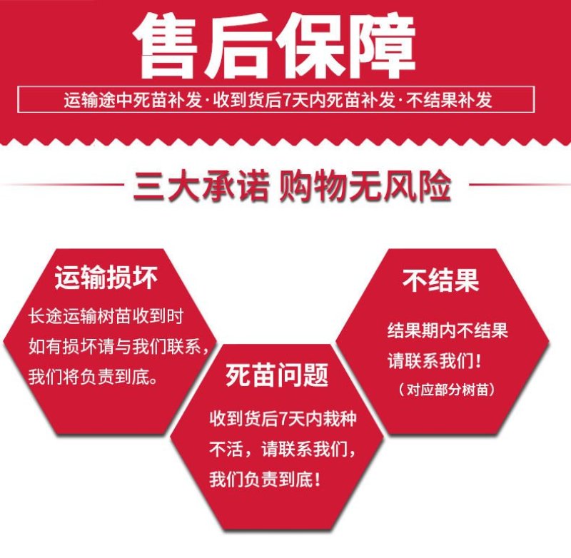 矮化苹果树苗盆栽当年结果室内外南北方种植阳台嫁接盆景树