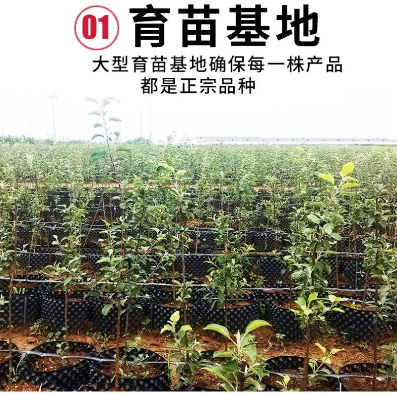 矮化苹果树苗盆栽当年结果室内外南北方种植阳台嫁接盆景树