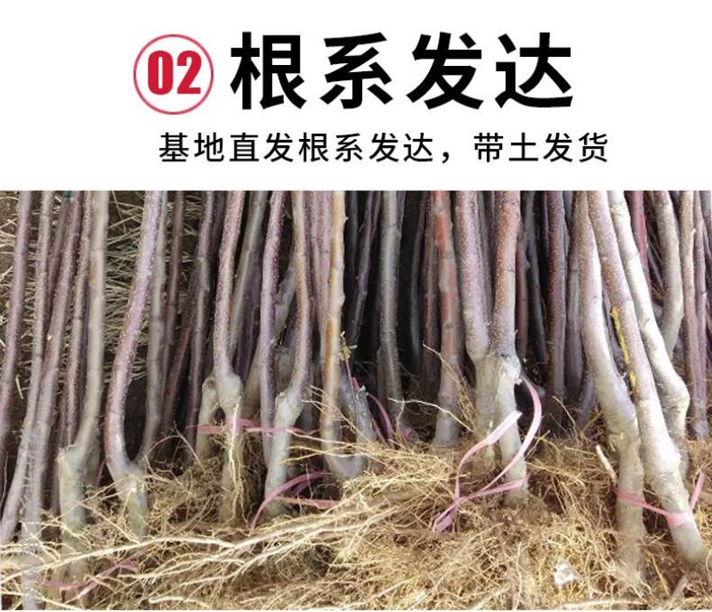 矮化苹果树苗盆栽当年结果室内外南北方种植阳台嫁接盆景树