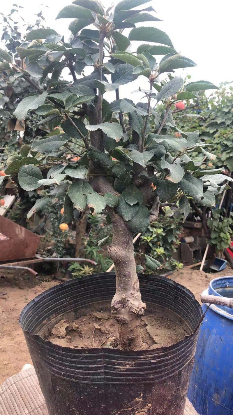 矮化苹果树苗盆栽当年结果室内外南北方种植阳台嫁接盆景树