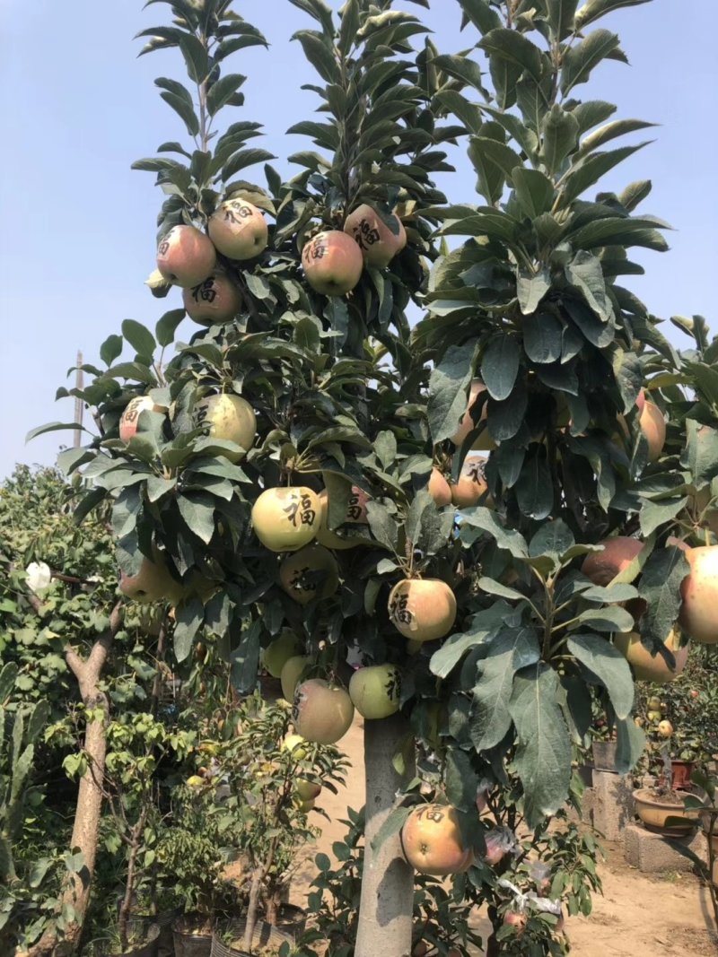 矮化苹果树苗盆栽当年结果室内外南北方种植阳台嫁接盆景树