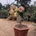 矮化苹果树苗盆栽当年结果室内外南北方种植阳台嫁接盆景树