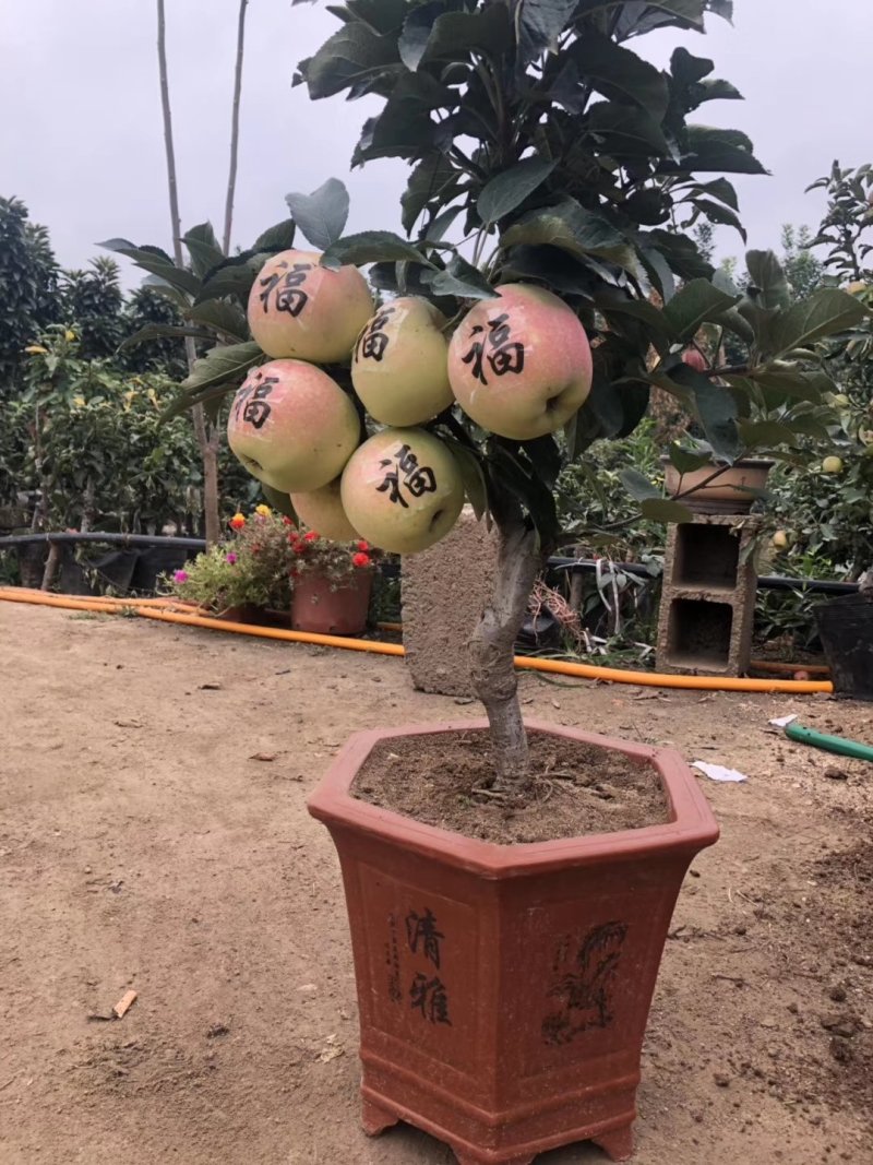 矮化苹果树苗盆栽当年结果室内外南北方种植阳台嫁接盆景树