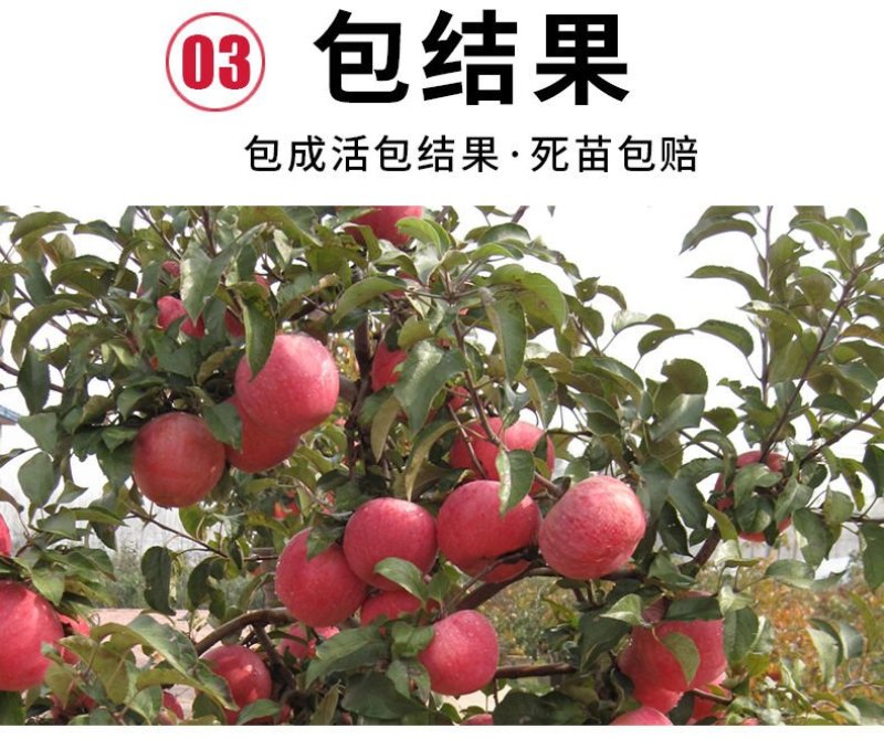 矮化苹果树苗盆栽当年结果室内外南北方种植阳台嫁接盆景树