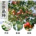 矮化苹果树苗盆栽当年结果室内外南北方种植阳台嫁接盆景树