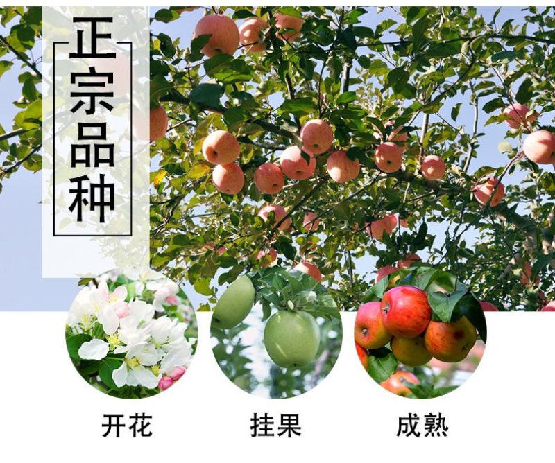 矮化苹果树苗盆栽当年结果室内外南北方种植阳台嫁接盆景树