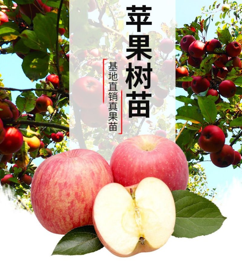 矮化苹果树苗盆栽当年结果室内外南北方种植阳台嫁接盆景树