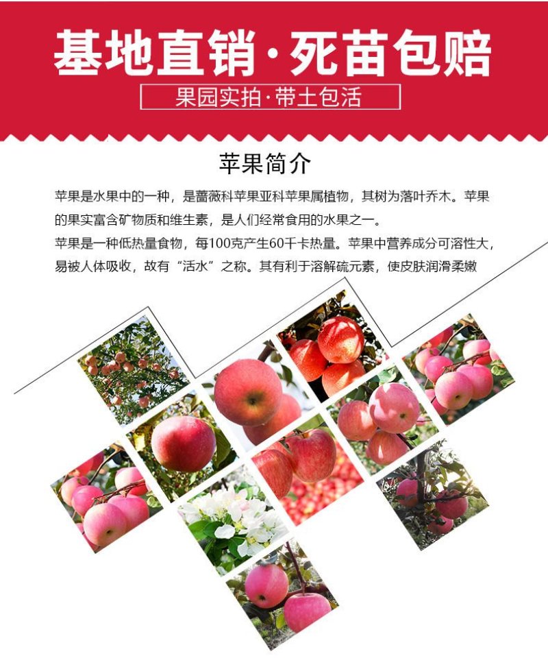 矮化苹果树苗盆栽当年结果室内外南北方种植阳台嫁接盆景树