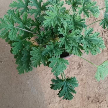 驱蚊草绿化首选