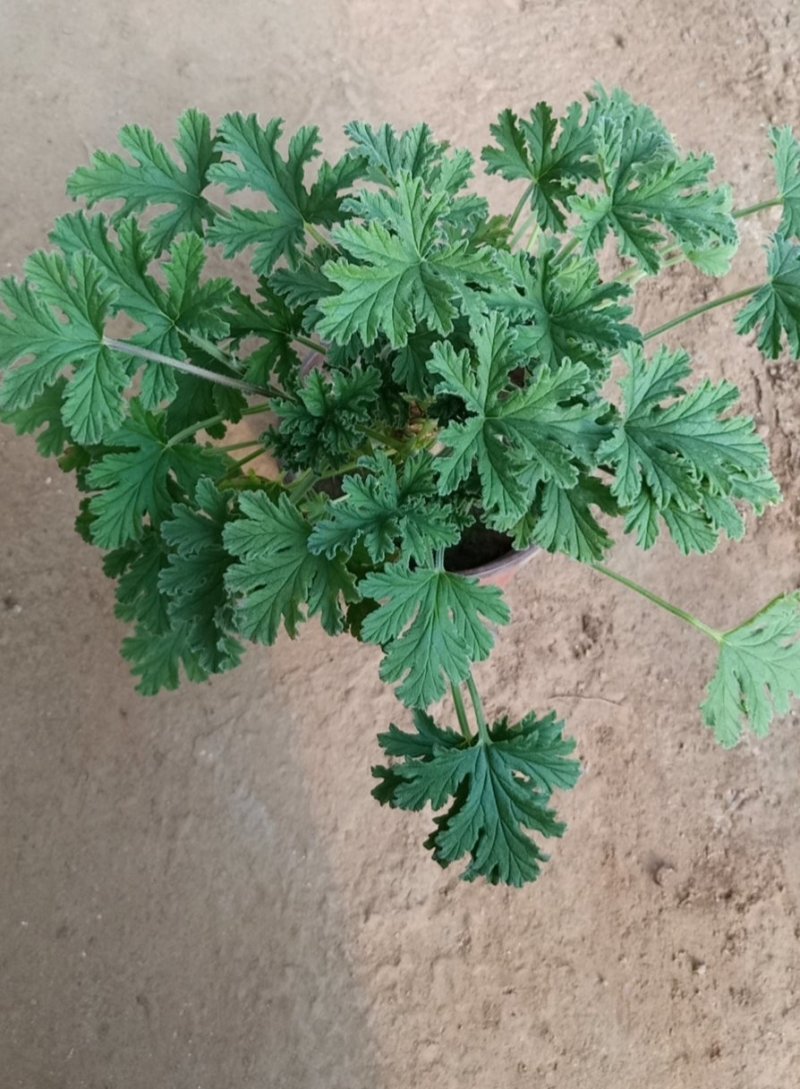 驱蚊草绿化首选