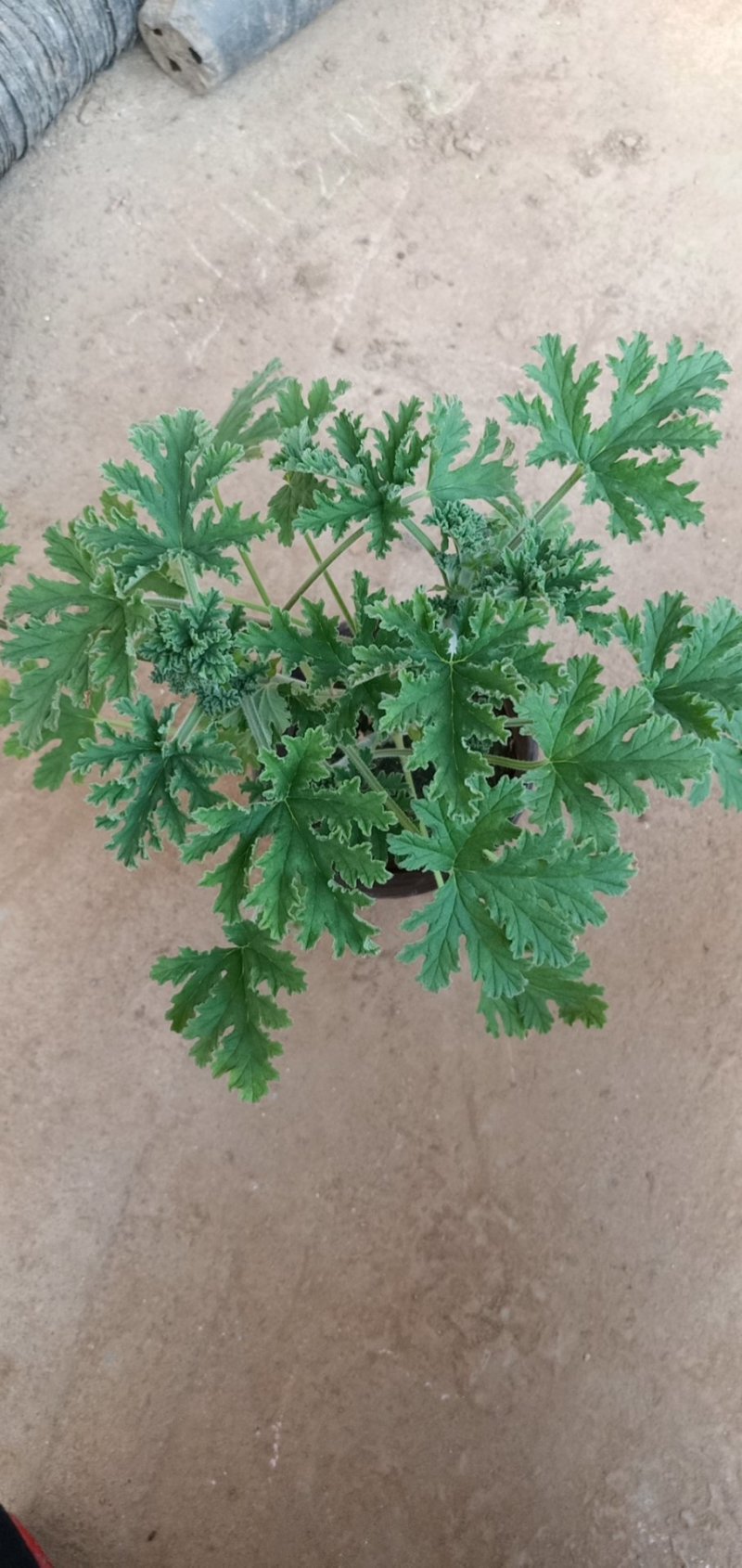 驱蚊草绿化首选