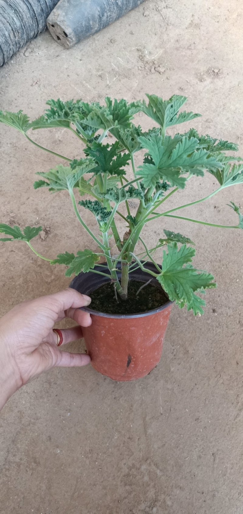 驱蚊草绿化首选