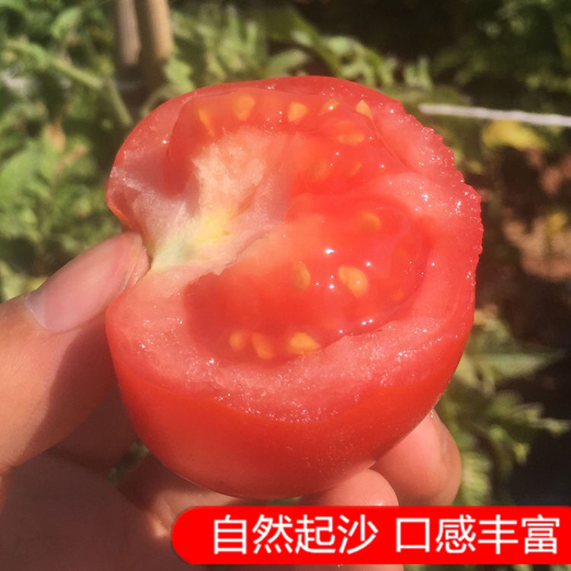 【西红柿】大红硬果弧二以上硬粉通货量大从优
