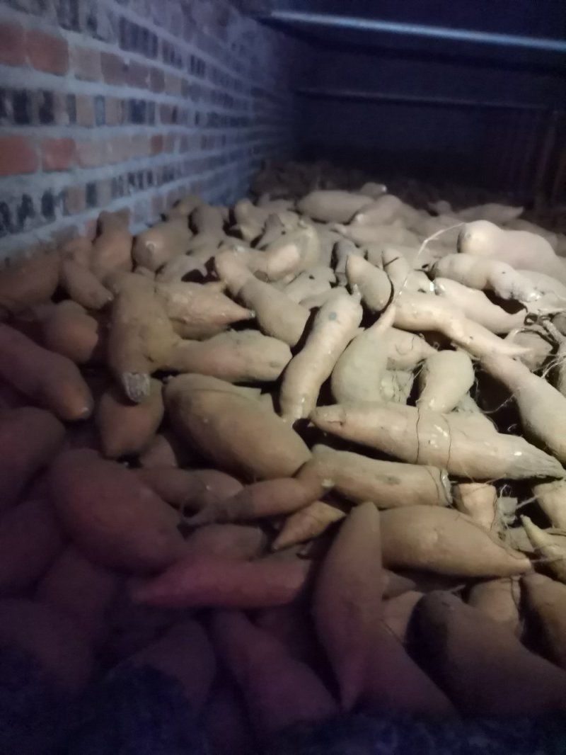 大量出售窖藏红香蕉红薯
