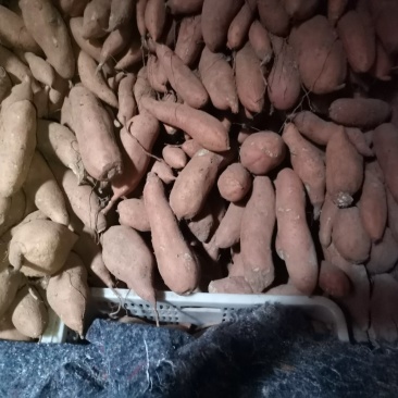 大量出售窖藏红香蕉红薯