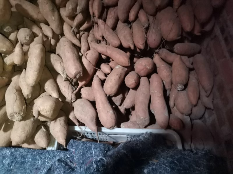 大量出售窖藏红香蕉红薯