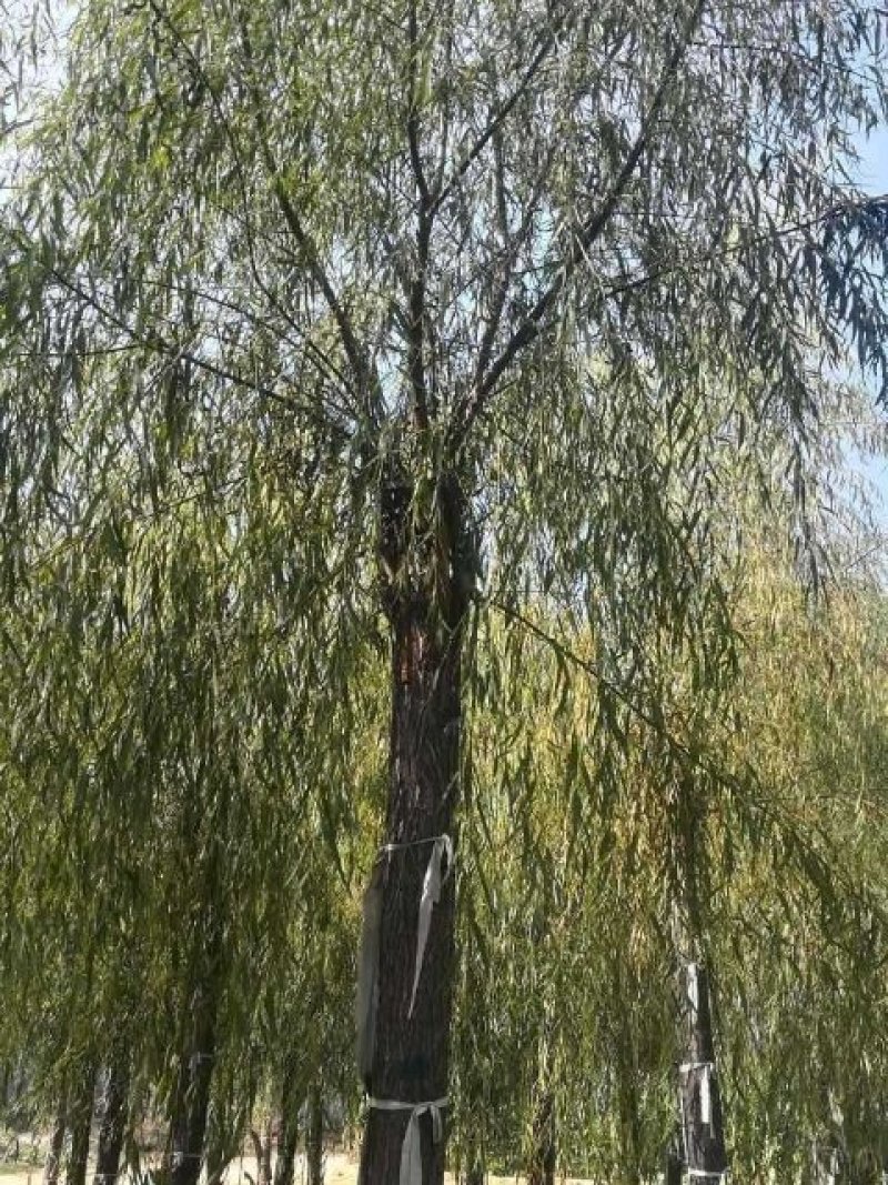 【推荐】垂柳一手货源量大价优可视频看货欢迎来电咨询欢迎实