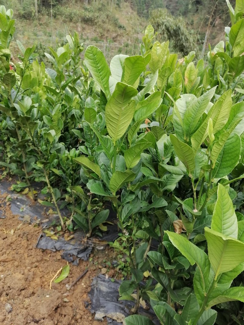 广佛手苗，佛手苗，开检疫证。税票，广西大型佛手苗基地