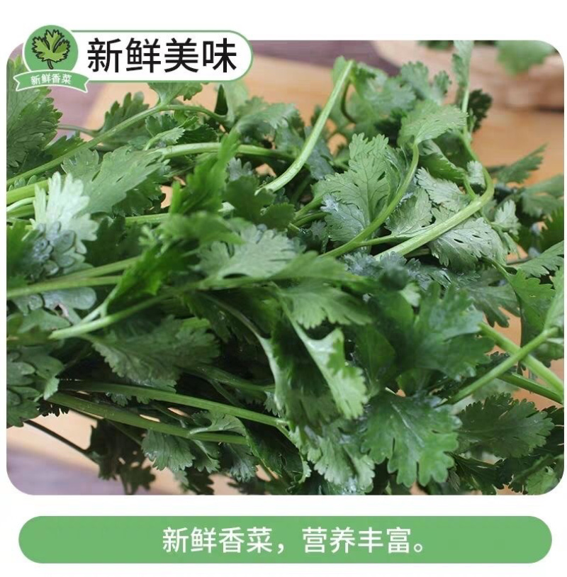【香菜】大叶香菜，15-35公分，量大质优产地直发