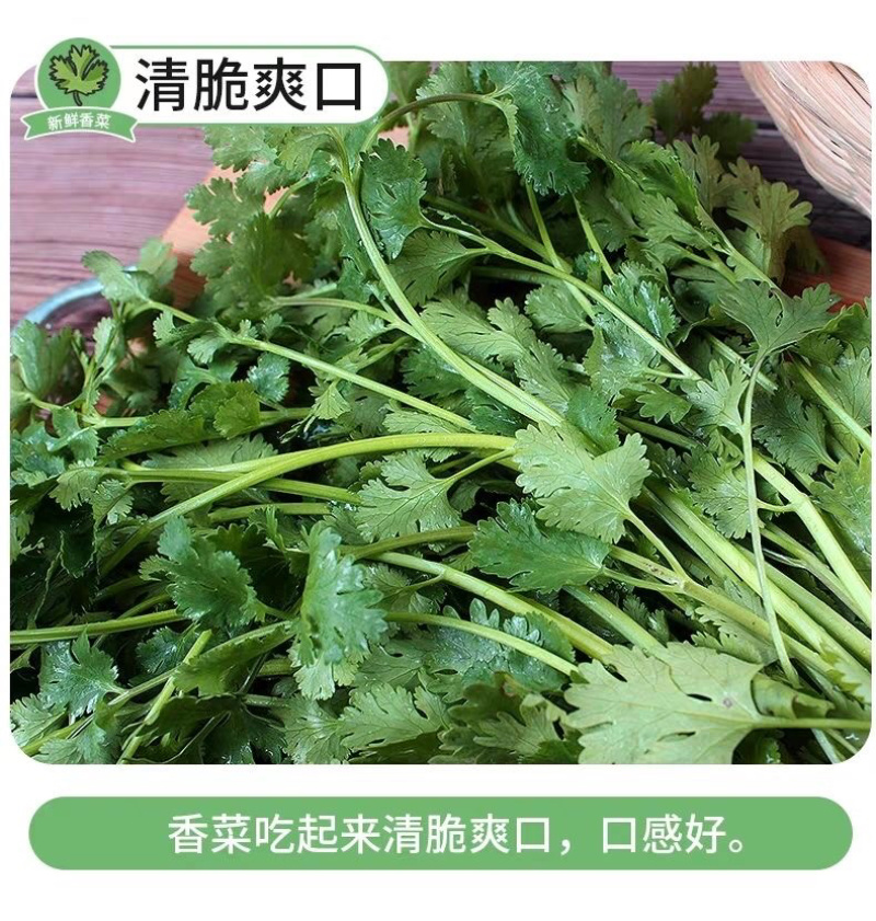 【香菜】大叶香菜，15-35公分，量大质优产地直发