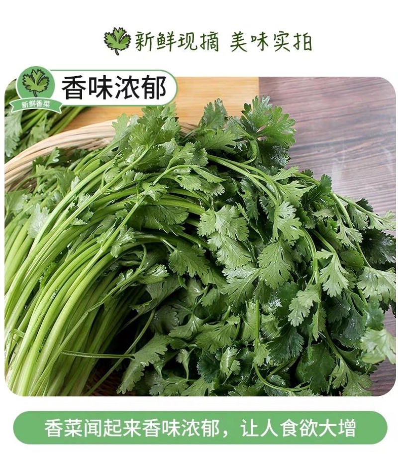 【香菜】大叶香菜，15-35公分，量大质优产地直发
