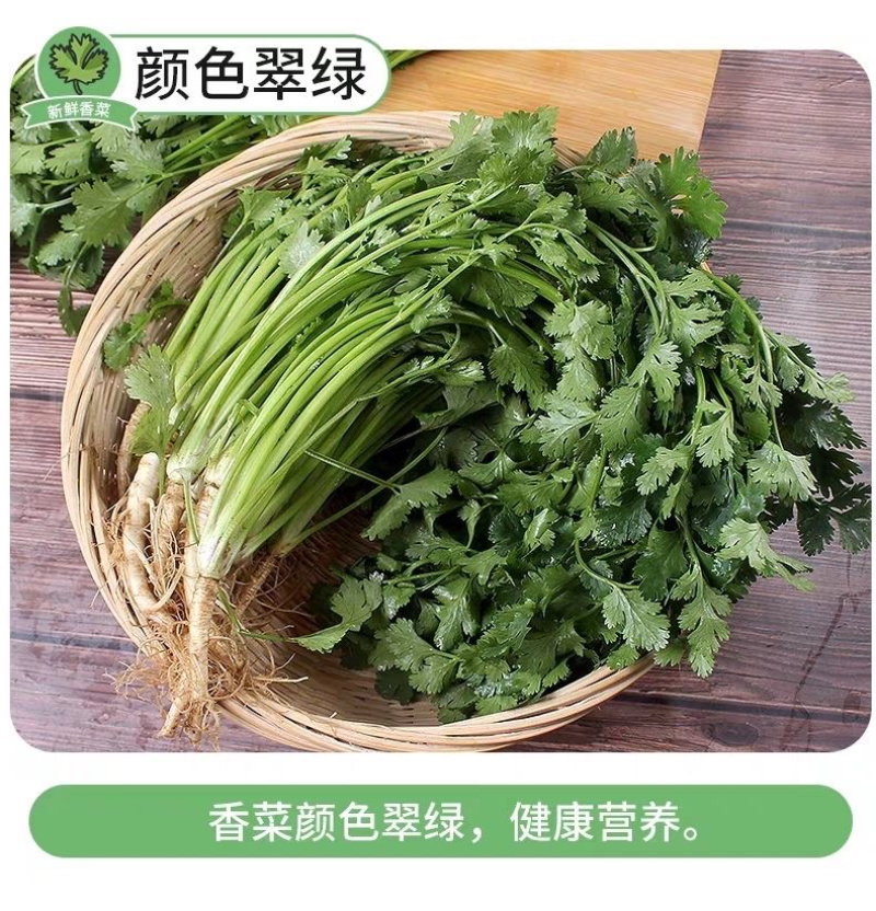 【香菜】大叶香菜，15-35公分，量大质优产地直发