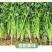 【香菜】大叶香菜，15-35公分，量大质优产地直发