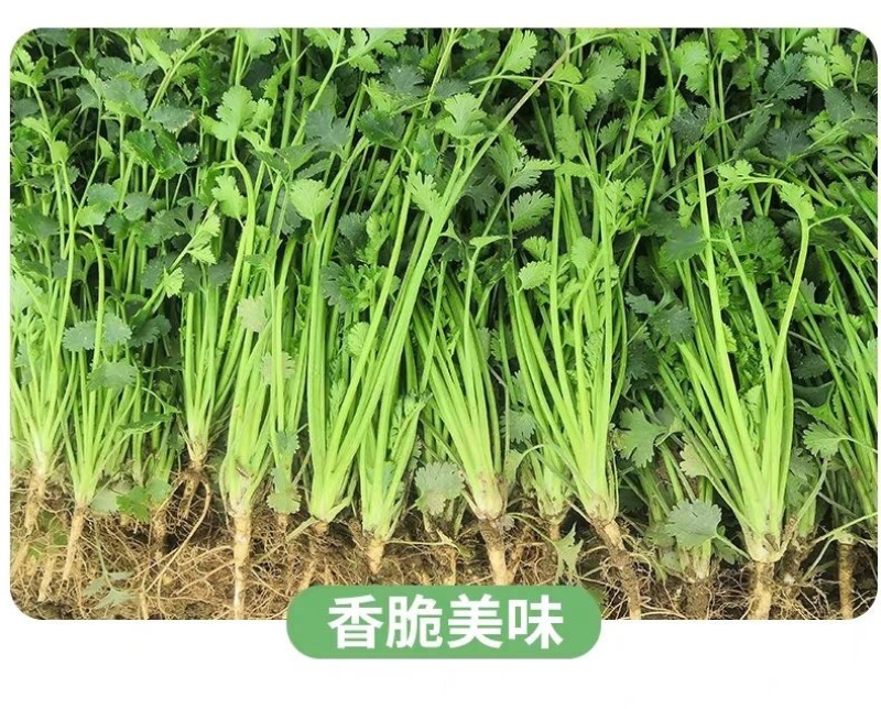 【香菜】大叶香菜，15-35公分，量大质优产地直发