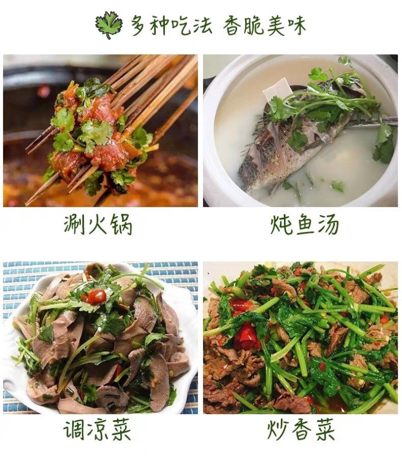 【香菜】大叶香菜，15-35公分，量大质优产地直发
