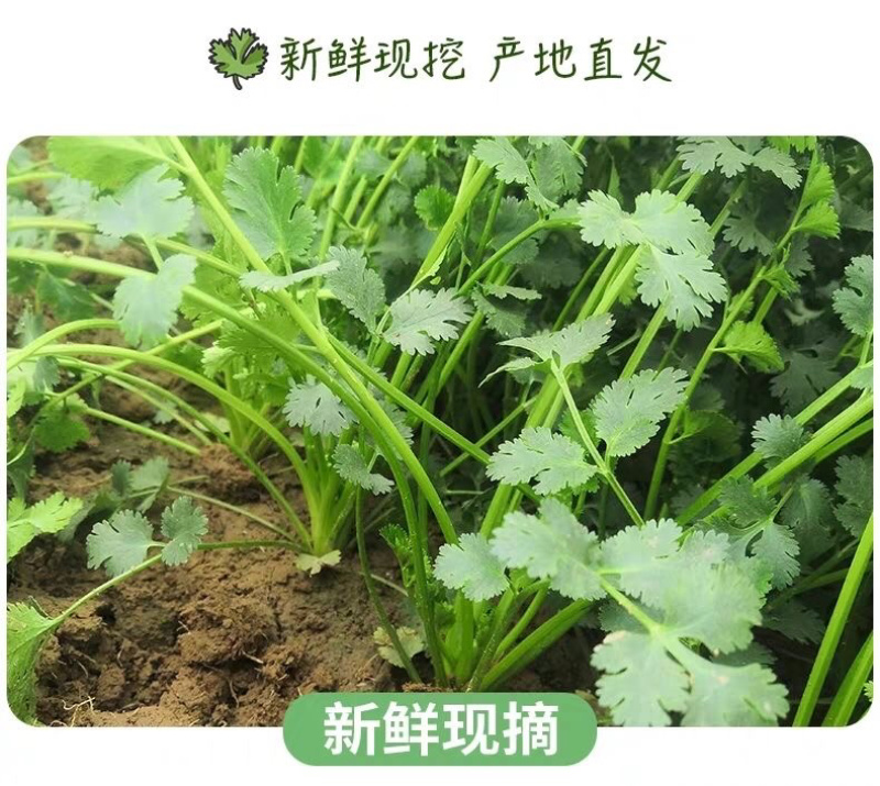 【香菜】大叶香菜，15-35公分，量大质优产地直发