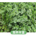 【香菜】大叶香菜，15-35公分，量大质优产地直发