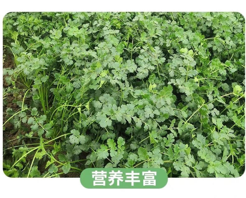 【香菜】大叶香菜，15-35公分，量大质优产地直发