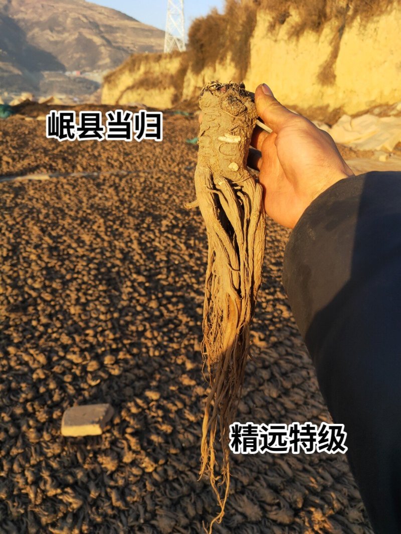 当归岷县产地直供去毛尾精选优质成品当归下单即可发货