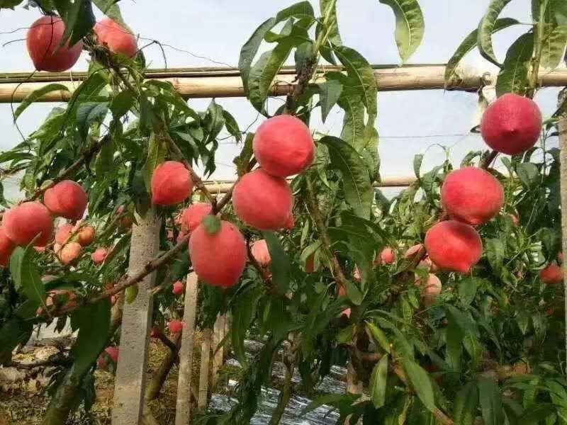 春雪水蜜桃毛桃
