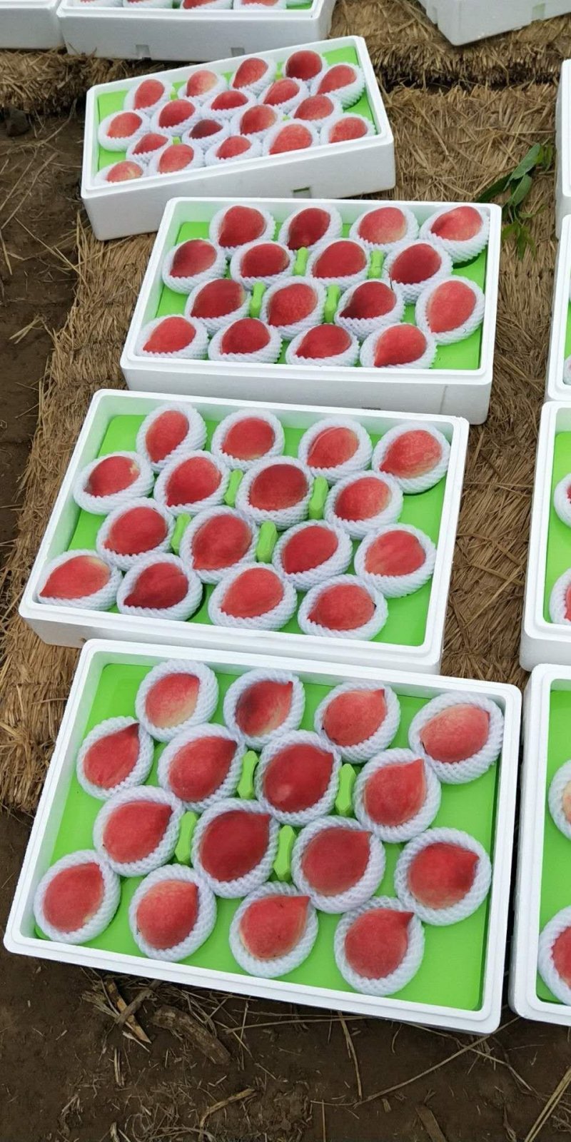 春雪水蜜桃毛桃