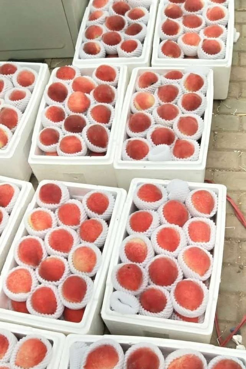 春雪水蜜桃毛桃