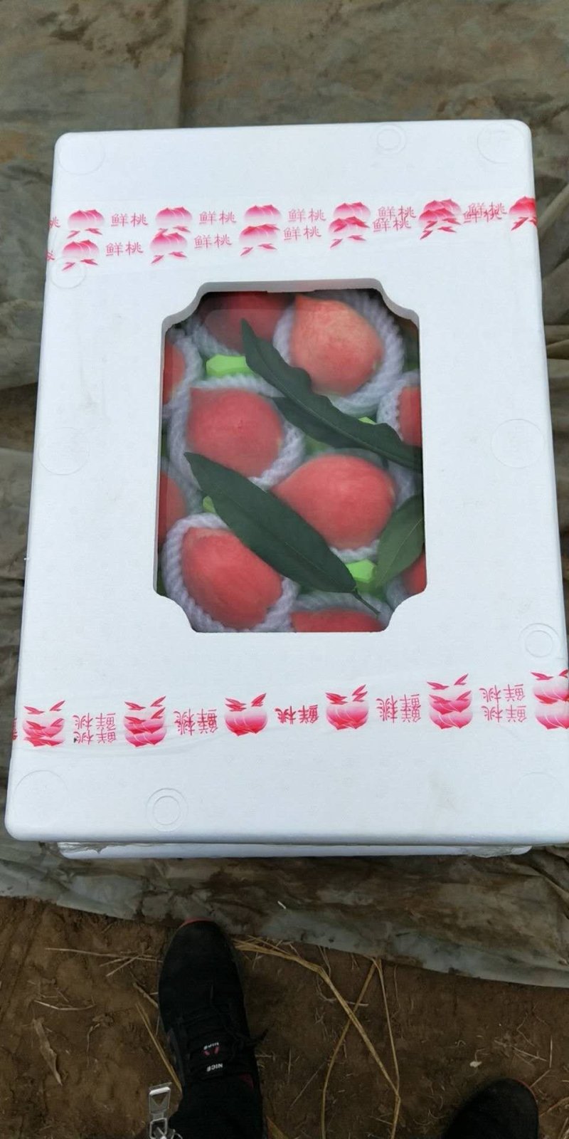 春雪水蜜桃毛桃