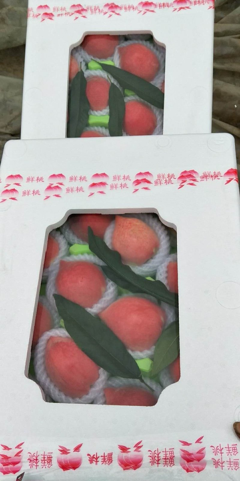 春雪水蜜桃毛桃