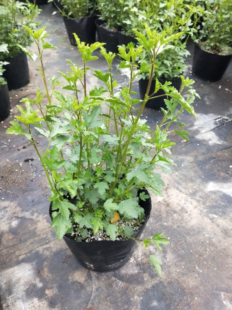 一年四季开花多花小木槿